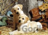 Hunting dogs