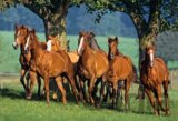 Quarter Horses