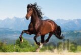 Galloping Andalusian