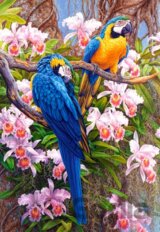 Parrots and Orchids