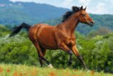 Reddish-brown horse