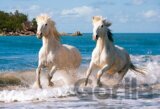 White Camargue Horses