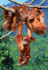 Monkeys Play
