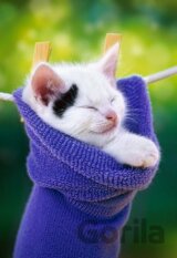 Kitten in a Sock