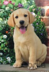 Labrador