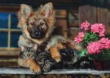 Pes a kočka - puzzle 300 dílků