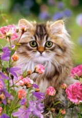 Furry softness