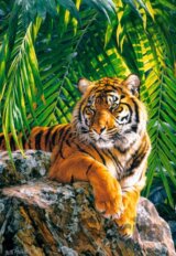 Sumatran tigress