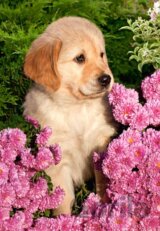 Little Retriever