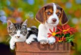 Best Buddies