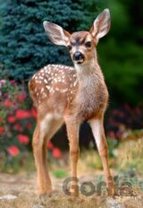 Baby Deer