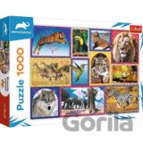 Animal Planet: Divoká příroda