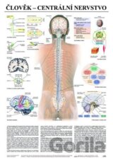 Človek: centrálna nervová sústava