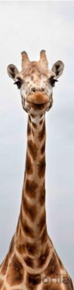 3D záložka - Žirafa