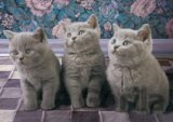 Three kittens in grey