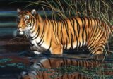 Tyger