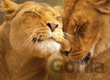 Loving Lions
