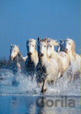 Horses