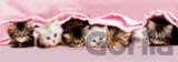 Kittens under blanket