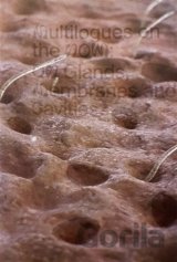 Multilogues on the Now: On Glands, Membranes and Cavities