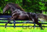 Galloping