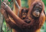 Orangutani - puzzle 500 dílků