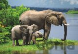 Sloní rodinka - puzzle 500 dílků