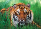 Tygr v trávě - puzzle 500 dílků