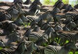 Herd of Zebras
