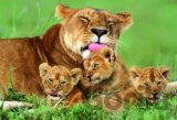 Lioness with her Cubs