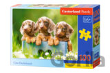 Cute Dachshunds
