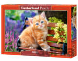 Ginger Kitten