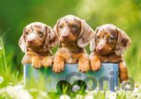 Cute dachshunds