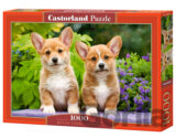 Welsh corgi puppies