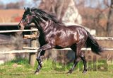 Andalúzsky kôň