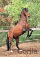 Chovný andalúzsky kôň
