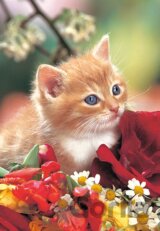 Mačiatko s kvetinami