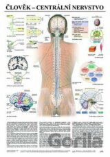 Plakát - Člověk - centrální nervstvo