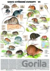 Plakát - Savci střední Evropy VI. - Myšovití,hrabošovití a myšivkovití