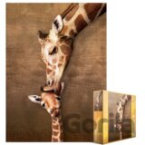 Žirafí polibek