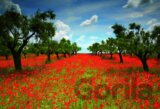 Poppy Field