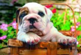 Bulldog