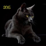 Mačky 2015