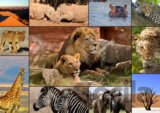 Collage - Wildlife