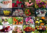 Collage - Flowers