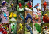 Collage - World's Most Beautiful Birds