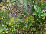 François Ruyer - Jungle