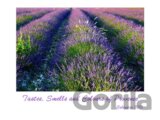 Tastes, Smells and Colours of Provence 2015