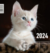 Mačička 2024