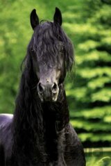 Portrét čierneho koňa